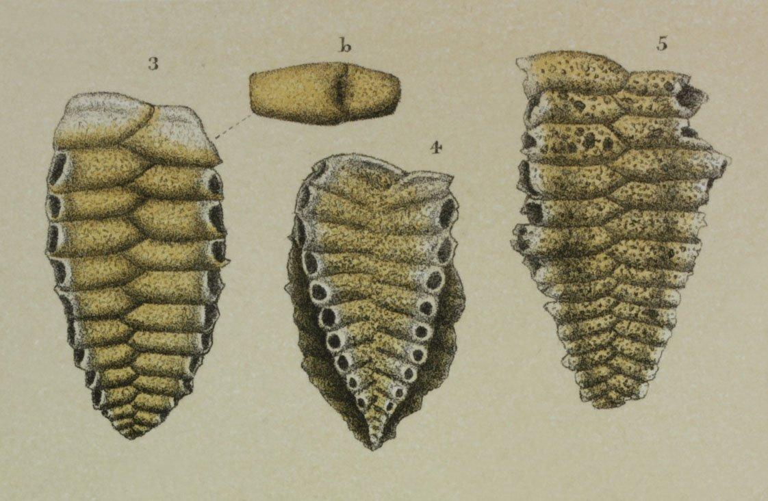 To NHMUK collection (Textularia transversaria Brady, 1884; Syntype; NHMUK:ecatalogue:3093304)