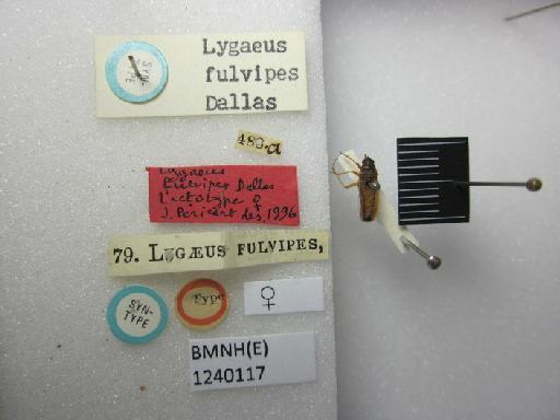 Lygaeus fulvipes Dallas, 1852 - Lygaeus fulvipes-BMNH(E)1240117-Syntype female dorsal & labels