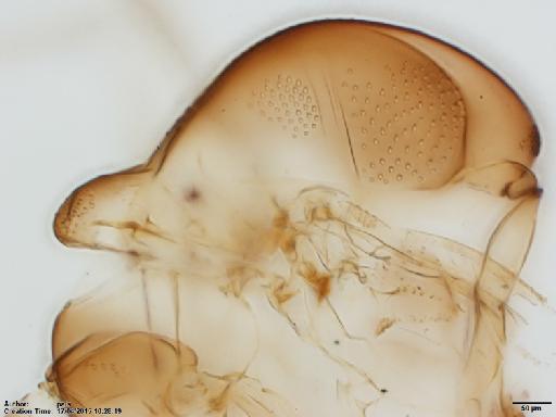 Lutzomyia (Helcocyrtomyia) monzonensis Ogusuku et al., 1997 - Lutzomyia_monzonensis-BMNH(E)1722026_PT-male_upper_thorax-10x.tif