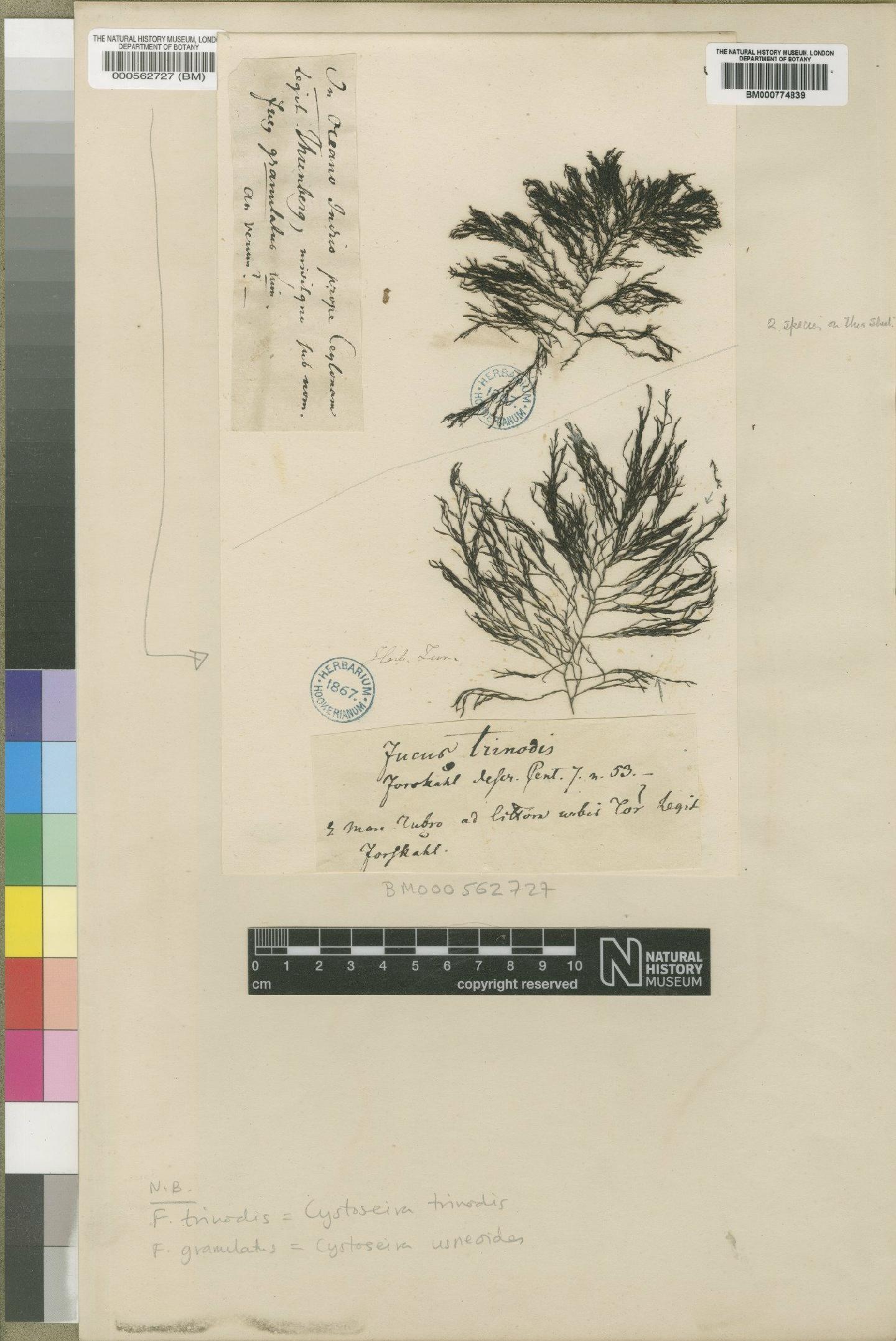 To NHMUK collection (Cystoseira trinodis (Forssk.) C.Agardh; Type; NHMUK:ecatalogue:4721968)