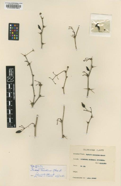 Berberis × teaselliana Ahrendt - BM000559363