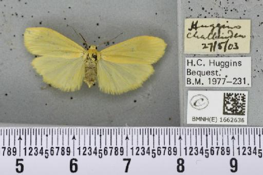 Wittia sororcula (Hufnagel, 1766) - BMNHE_1662636_290018