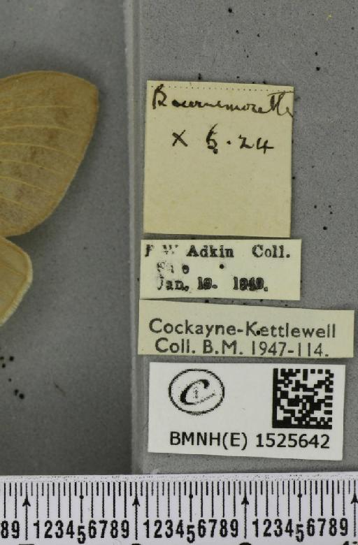 Macrothylacia rubi ab. pallida Tutt, 1902 - BMNHE_1525642_label_196407