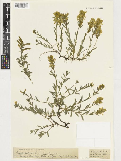 Genista tinctoria L. subsp. tinctoria - BM001037372