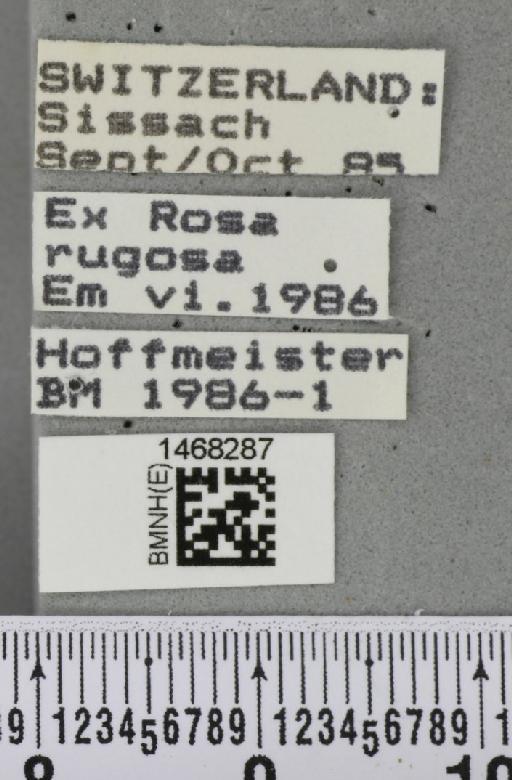Rhagoletis alternata (Fallén, 1814) - BMNHE_1468287_label_42215