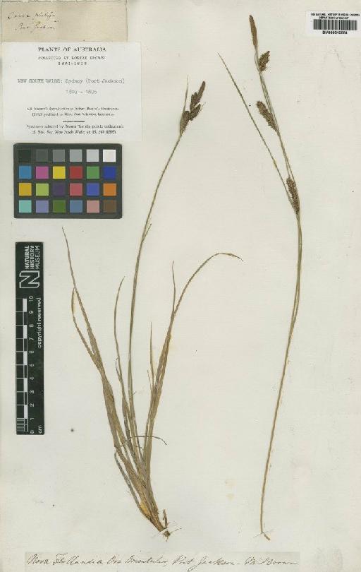 Carex gaudichaudiana Kunth - BM000810888