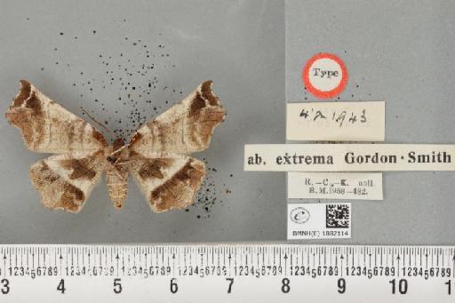 Selenia dentaria ab. extrema Smith, 1950 - BMNHE_1882114_a_447747