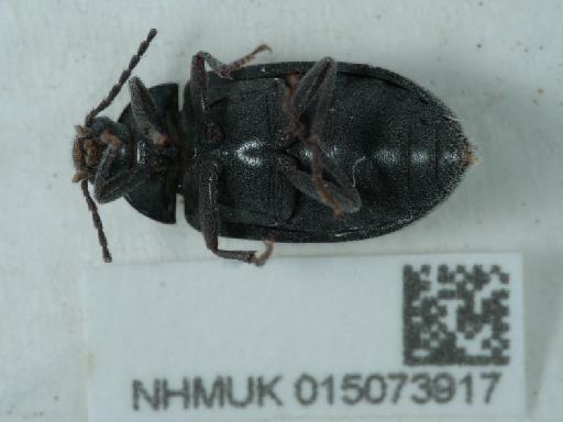 Prionychus ater (Fabricius, 1775) - 015073917_3