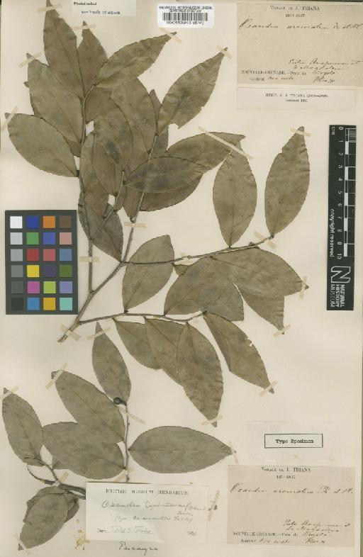 Oxandra espintana (Spruce ex Benth.) Baill - BM000553943