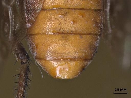 Anypodetus maculipennis Ricardo, 1925 - 013445834_dorsal_abdomen_terminalia_1