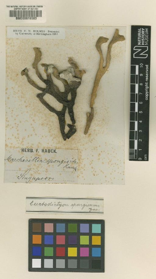 Ceratodictyon spongiosum Zanardini - BM000619383