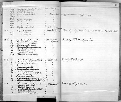 Ancylopsetta quadrocellata Gill, 1864 - Zoology Accessions Register: Fishes: 1912 - 1936: page 36