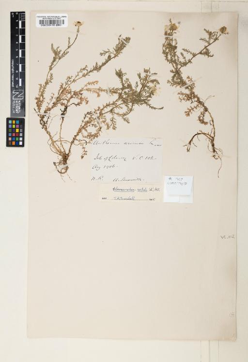 Chamaemelum nobile (L.) All. - 000599415
