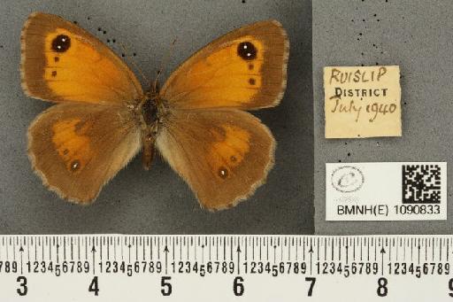 Pyronia tithonus britanniae (Verity, 1914) - BMNHE_1090833_1150