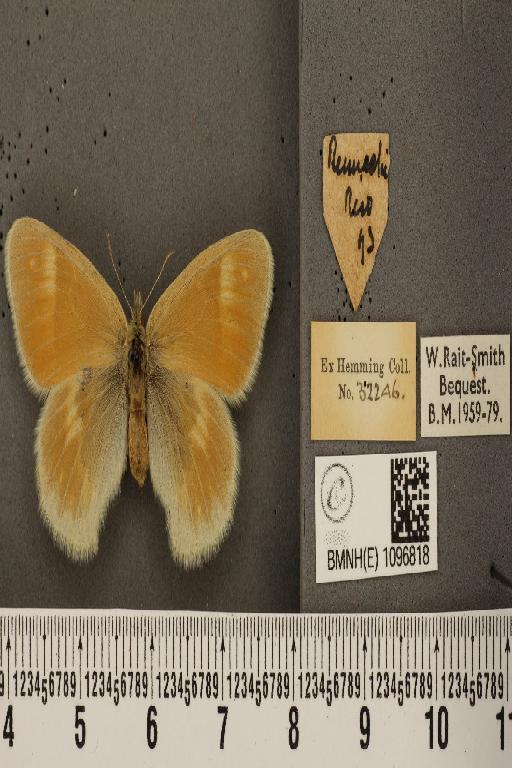 Coenonympha tullia scotica ab. laidion Borkhausen, 1788 - BMNHE_1096818_8225