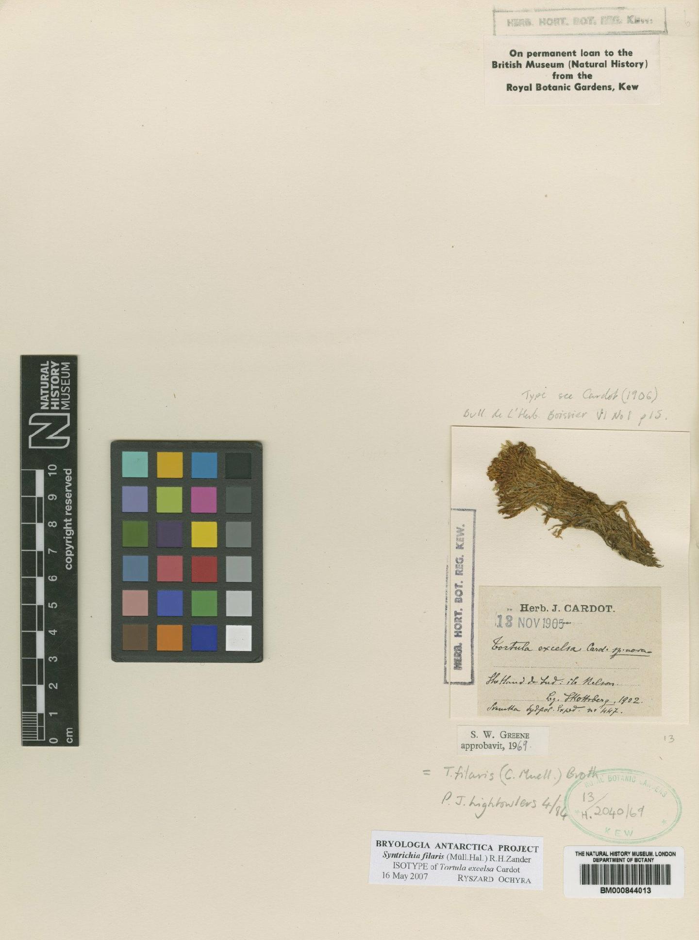 To NHMUK collection (Syntrichia filaris (Müll.Hal.) R.H.Zander; Isotype; NHMUK:ecatalogue:4959744)