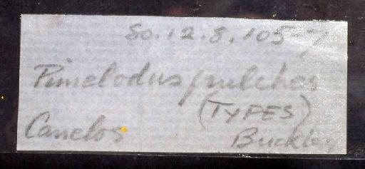 Pimelodus (Pseudopimelodus) pulcher Boulenger, 1887 - 1880.12.8.105-7; Pimelodus (Pseudopimelodus) pulcher; image of jar label; ACSI project image