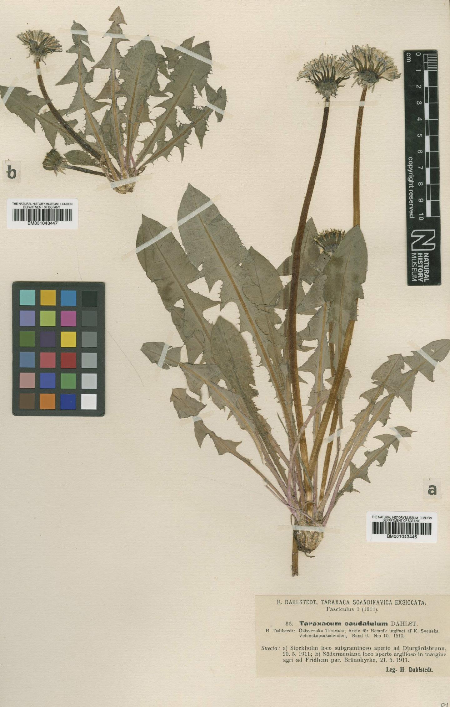 To NHMUK collection (Taraxacum caudatulum Dahlst; Type; NHMUK:ecatalogue:1998267)
