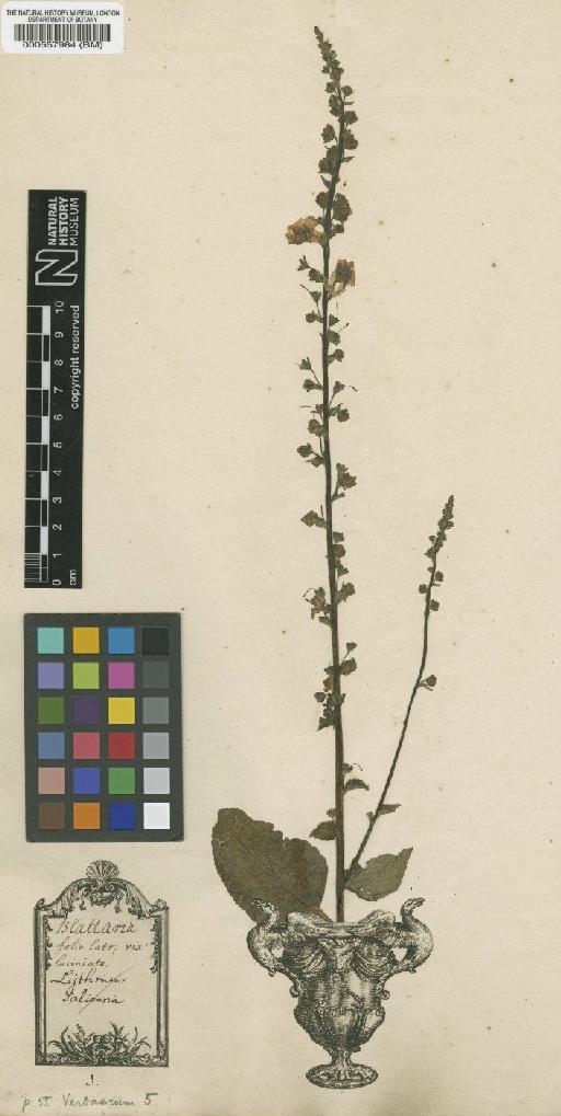 Verbascum blattaria L. - BM000557984