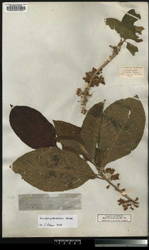Acnistus arborescens (L.) Schltdl. - Spruce - BM000072895