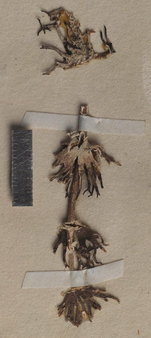 Cladonia crinita (Delise ex Pers.) Ahti - BM000746052_a