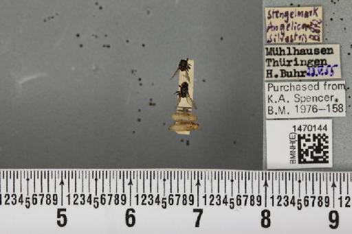 Melanagromyza angeliciphaga Spencer, 1969 - BMNHE_1470144_44694