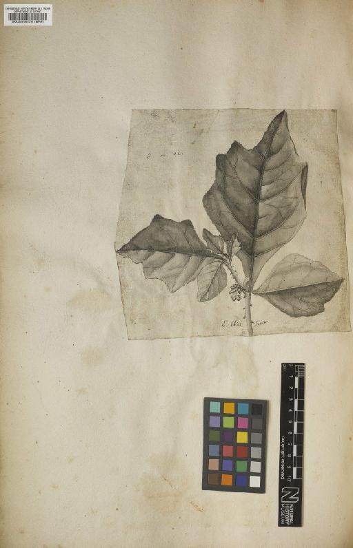 Solanum jamaicense Mill - BM000589938