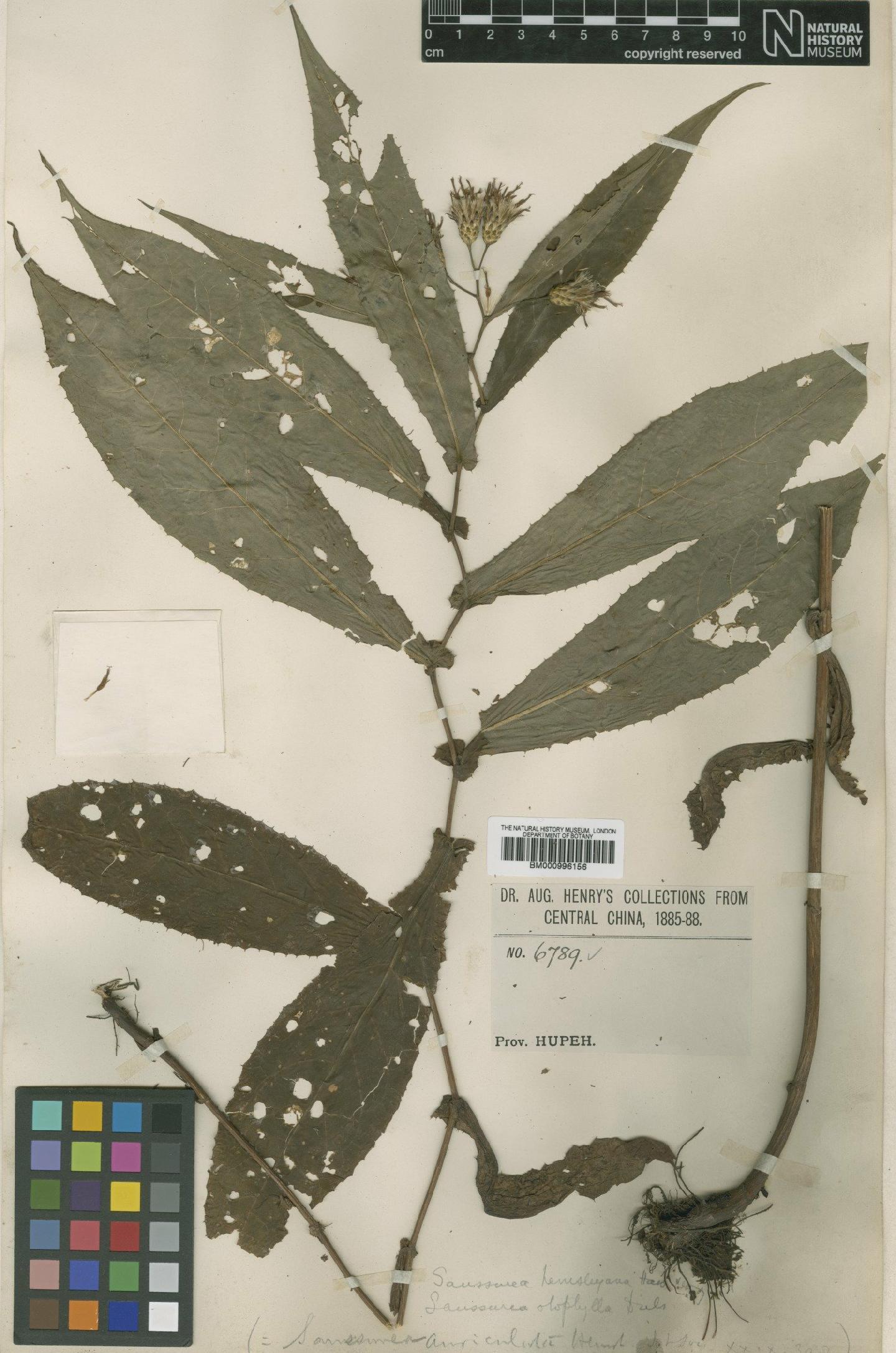 To NHMUK collection (Saussurea hemsleyana Hand.-Mazz.; Type; NHMUK:ecatalogue:479587)