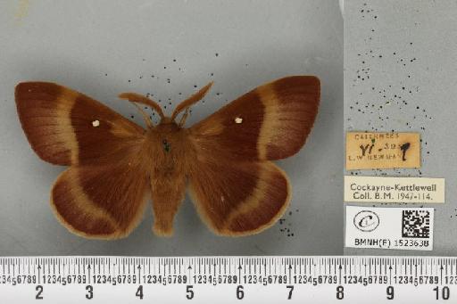 Lasiocampa quercus callunae ab. poveyi Smith, 1954 - BMNHE_1523638_193472