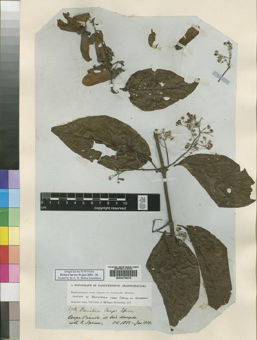 Banisteriopsis caapi (Spruce ex Griseb.) C.V.Morton - Spruce - BM000796218