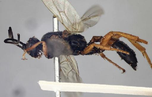 Ichneumon invectus Smith, F., 1876 - Ichneumon_invectus_holotype_lateral_1399782