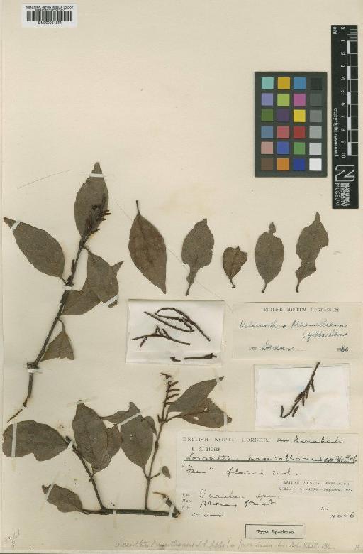 Helixanthera maxwelliana (Gibbs) Danser - BM000951251
