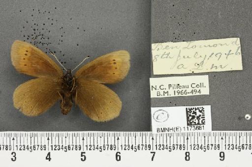 Erebia epiphron mnemon f. scotica Cooke, 1943 - BMNHE_1173681_29504