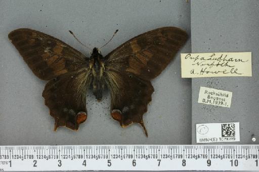 Papilio machaon britannicus ab. obscura Frohawk, 1938 - BMNHE_1079399_a_64317