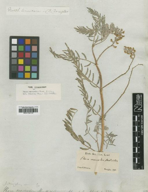 Astragalus macrodon (Hook. & Arn.) A.Gray - BM001042735