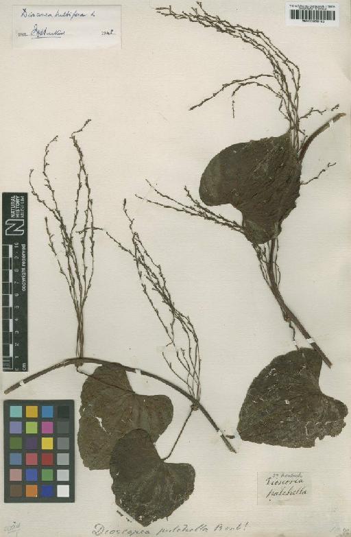 Dioscorea bulbifera L. - BM000958182