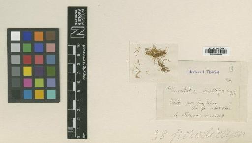 Dicranodontium porodictyon Cardot & Thér. - BM000866580