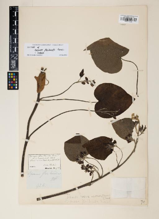 Ipomoea abutiloides (Kunth) O'Donell - 001122239