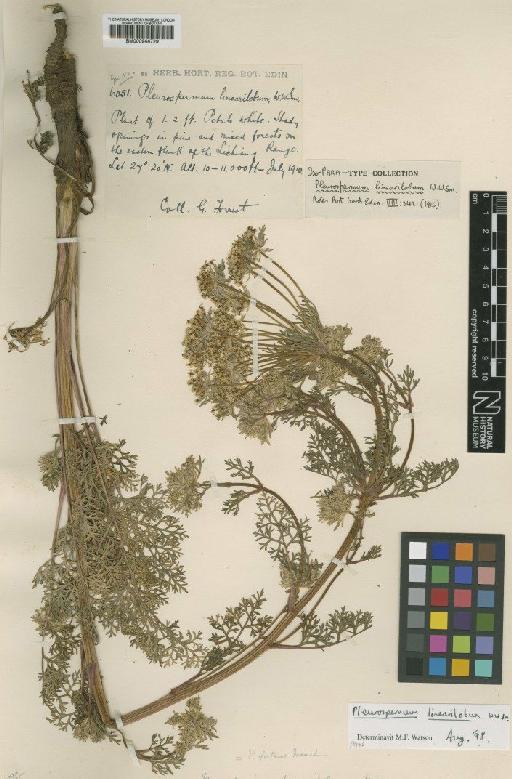 Pleurospermum linearilobum W.W.Sm. - BM000944729