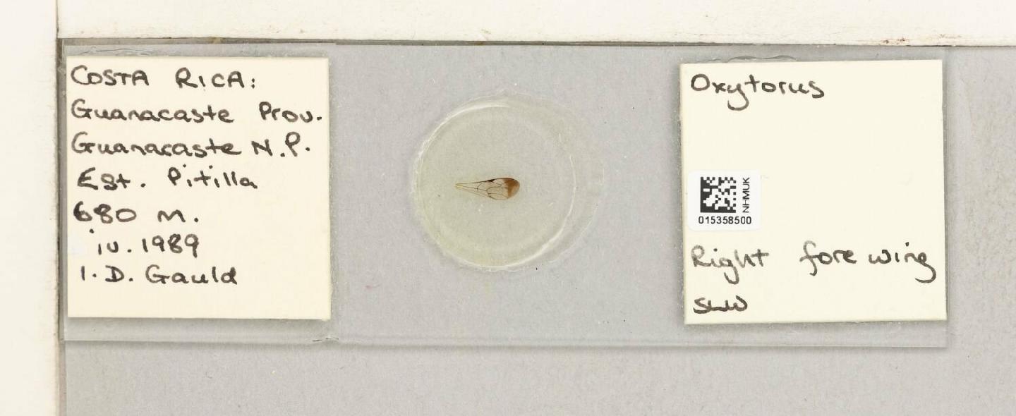 Oxytorus