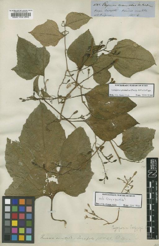 Cayaponia glandulosa (Poepp. & Endl.) Cogn. - BM000541530