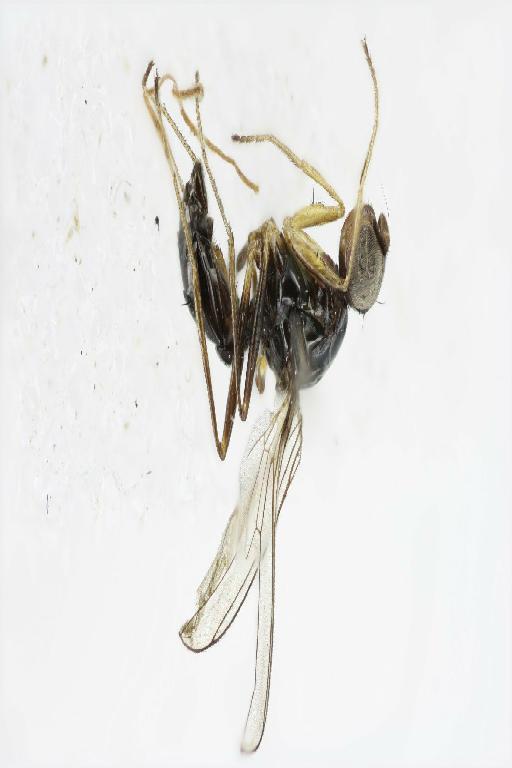 Sepsis setosipes Brunetti, 1929 - Sepsis_Sepsis_ozerovi-BMNHE1485938-nontype_male-habitus_lateral
