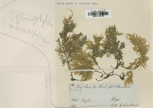 Homaliodendron scalpellifolium (Mitt.) M.Fleisch. - BM001108158