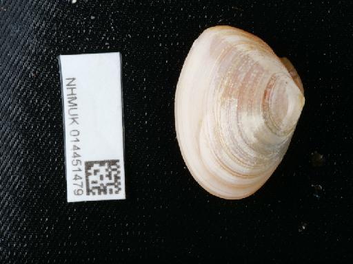 Macomangulus tenuis (da Costa, 1778) - 014451479_03