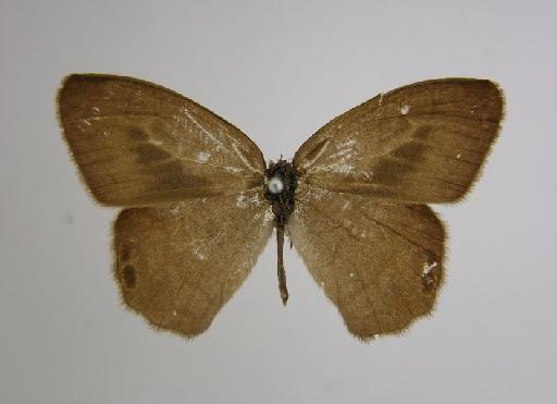 Euptychia pephredo Godman, 1901 - BMNH(E)_ 802159_Cyllopsis_(Euptychia)_pephredo_Godman_HT_male_ (2)