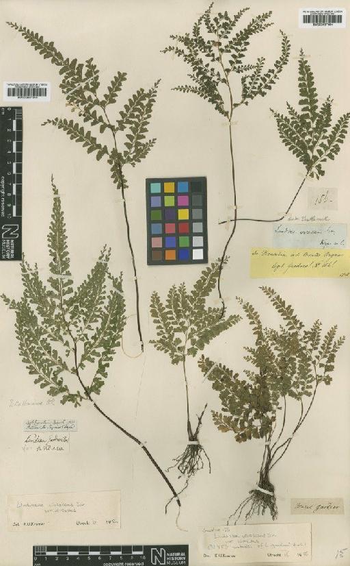 Lindsaea virescens Sw. var. virescens - BM000937655