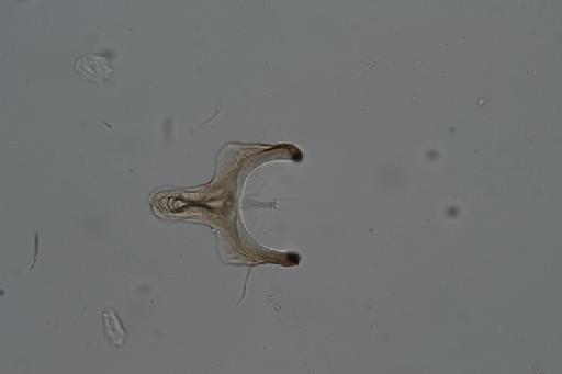 Simulium (Trichodagmia) cristalinum species group Tarsatum Coscarón & Py-Daniel, 1989 - 010195928_Simulium_Trichodagmia_cristalinum_ventral plate