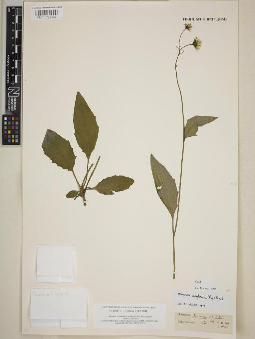 Hieracium anglorum Pugsley - BM013722032