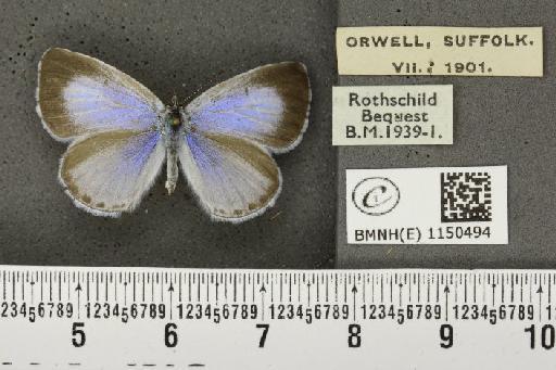 Celastrina argiolus britanna (Verity, 1919) - BMNHE_1150494_111717