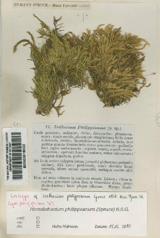 Homalothecium philippeanum (Spruce) Schimp. - BM000918042
